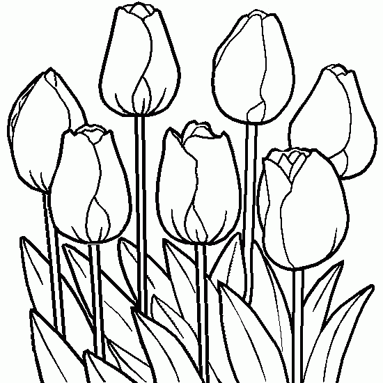 Dibujos Para Colorear De Flores Tulipán Dibujos De Primavera Para