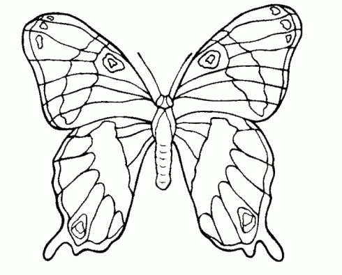 Mariposa Para Colorear Dibujos Para Pintar Animales Para Imprimir